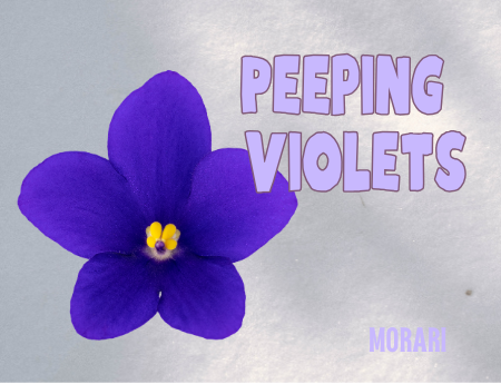 Peeping Violets - Cold Spring Air, Violets, Violet Leaf, White Musk