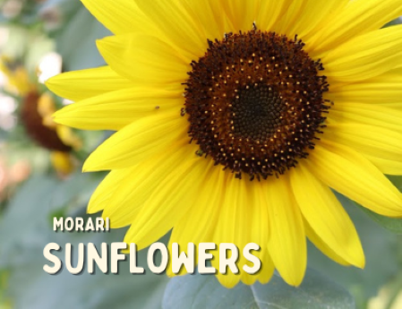 Sunflowers - Cardamom, Orange Blossom, Golden Amber, Cedarwood