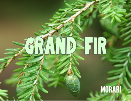 Grand Fir - Grand Fir Needle, Lavender Leaf, Lavender Absolute, Strawberry, Gingergrass, Black Hemlock