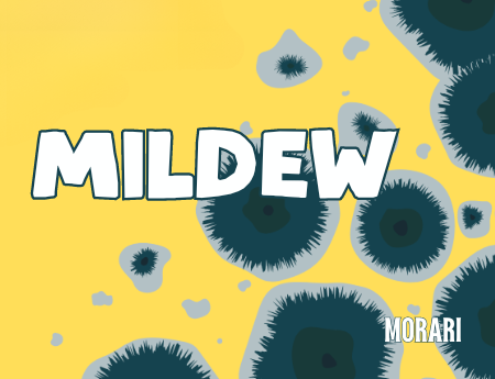 Mildew - Mildew, Algae, Damp Rocks, Chlorine