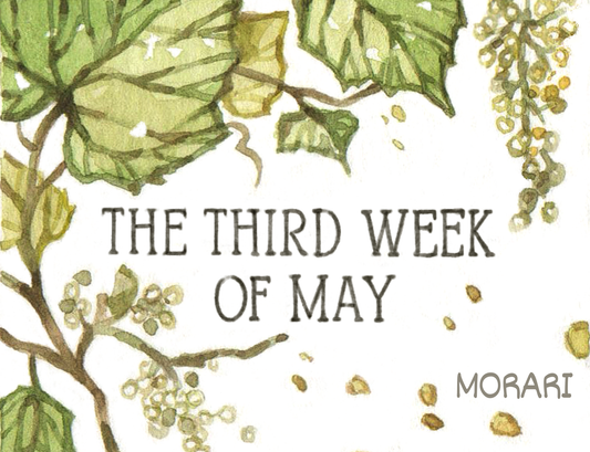 The Third Week of May (NOT VEGAN) - Frost Grape Flowers and Leaves, Japanese and Amur Honeysuckle, Humid Air